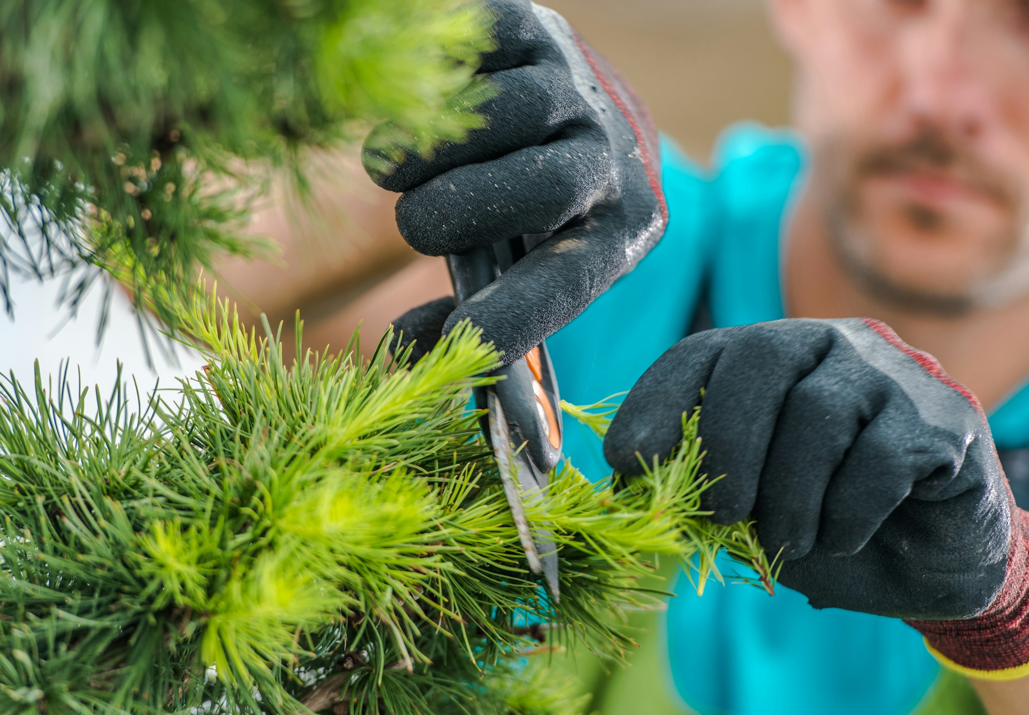 Trimming Decorative Garden Tree